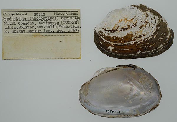 specimen