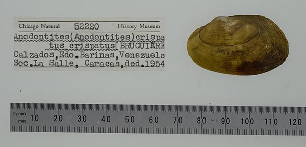 specimen
