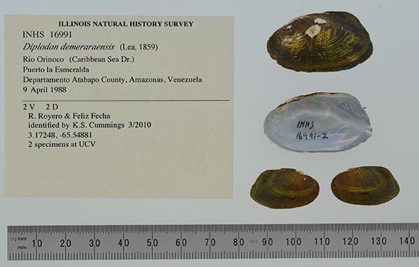 specimen