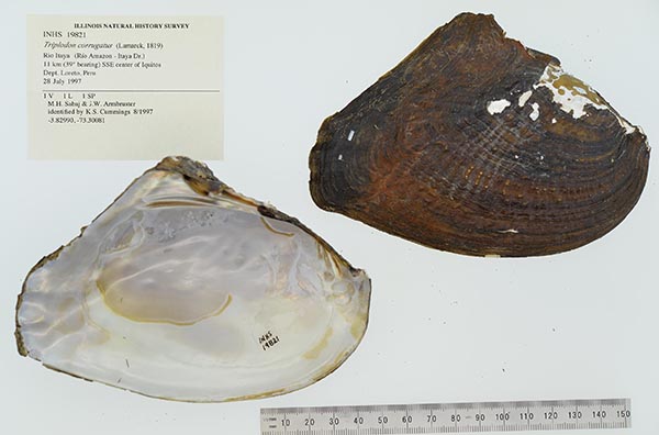 specimen