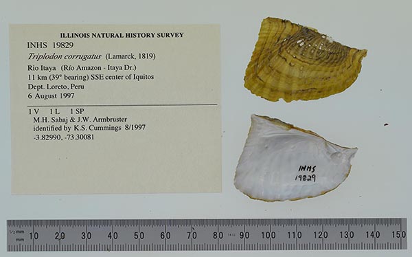 specimen