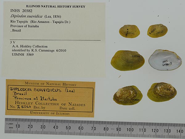 specimen
