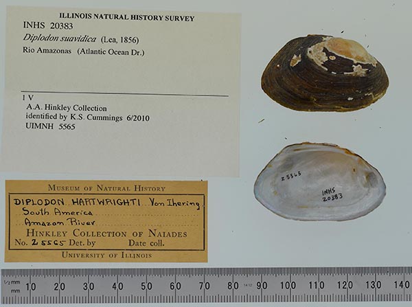 specimen