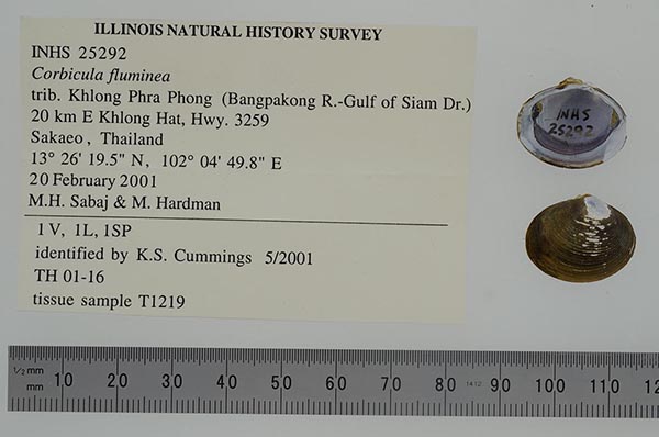 specimen