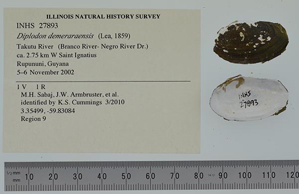 specimen