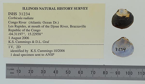 specimen