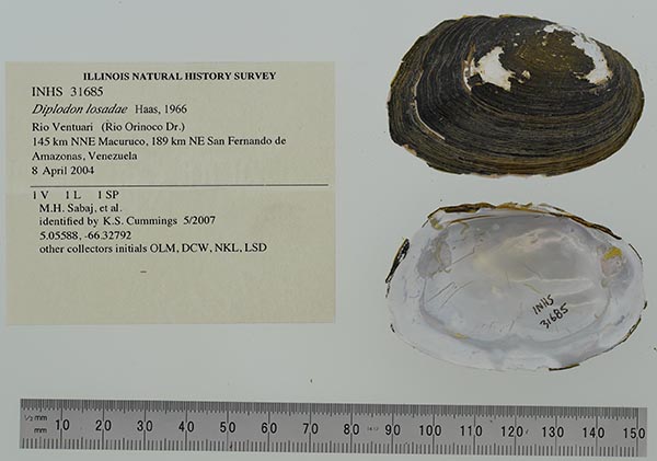 specimen
