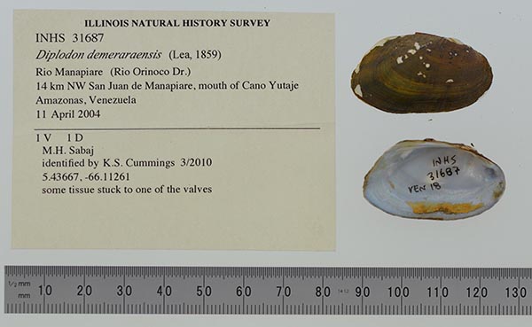 specimen