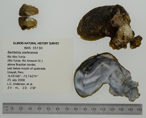 specimen