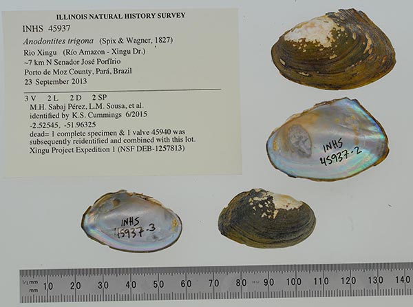specimen