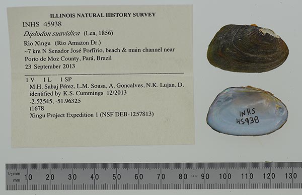 specimen