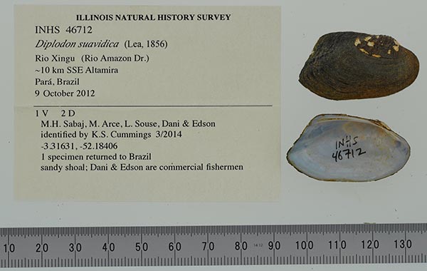 specimen
