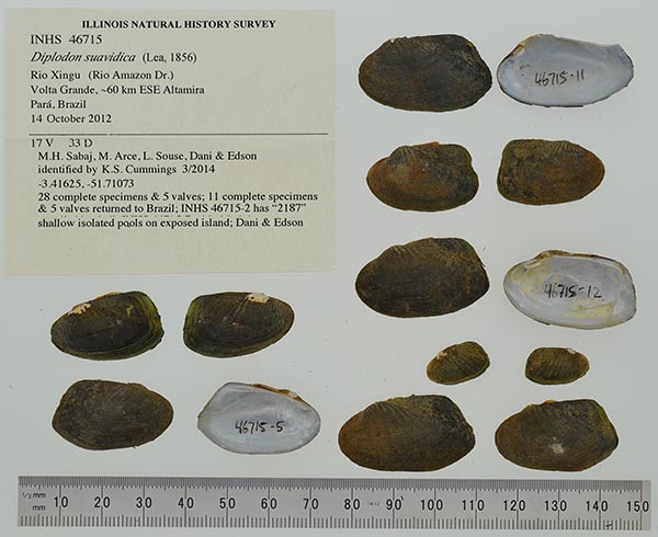 specimen