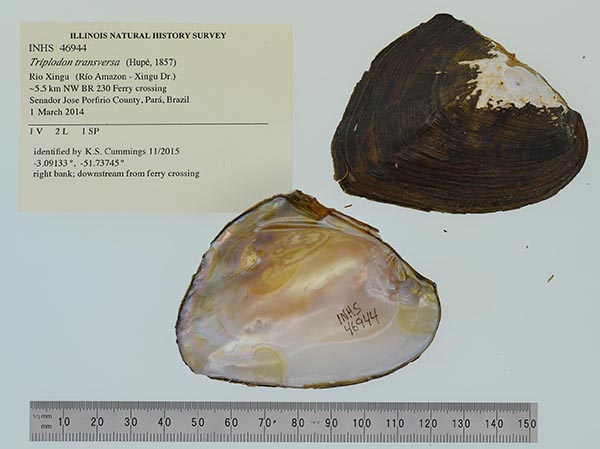specimen