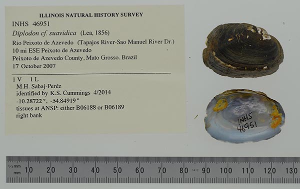 specimen