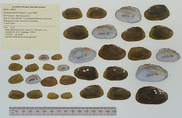 specimen