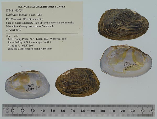 specimen