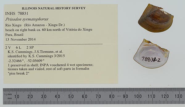 specimen