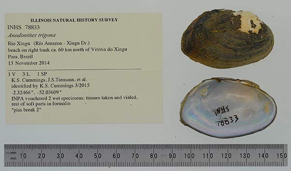 specimen