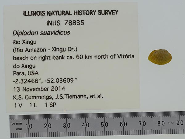 specimen