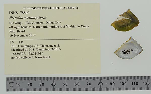 specimen