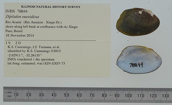 specimen
