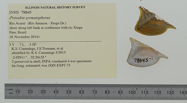specimen