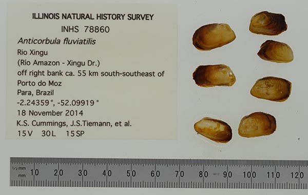 specimen