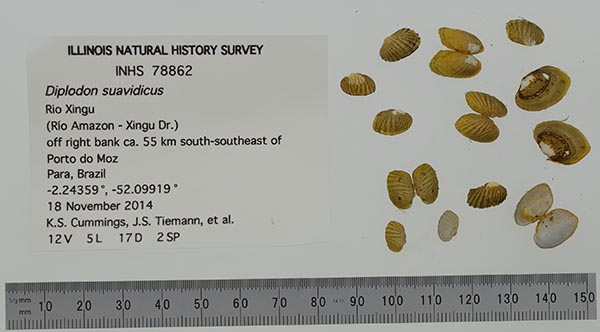specimen