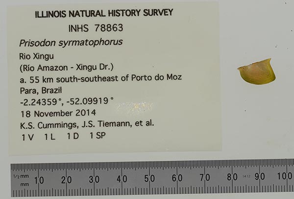 specimen