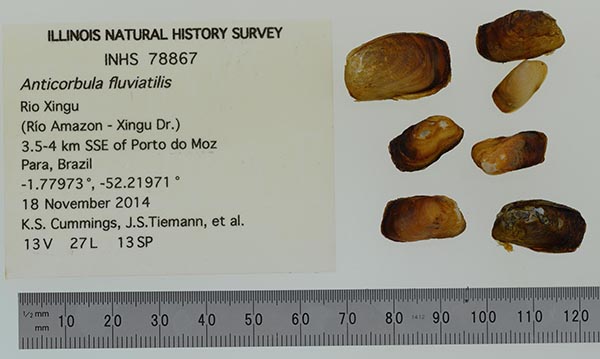 specimen