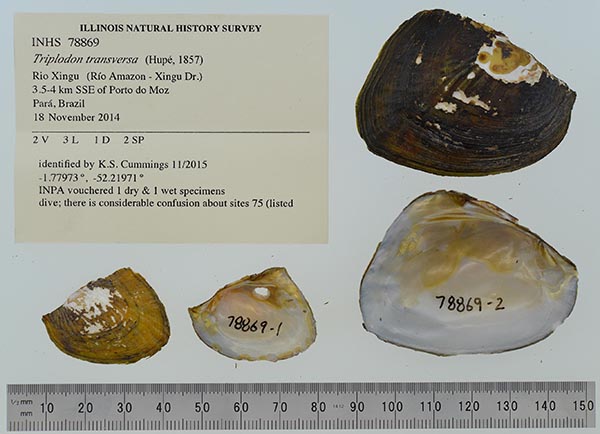 specimen