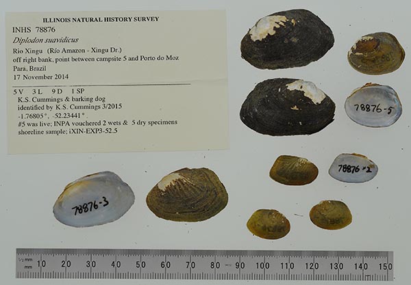 specimen
