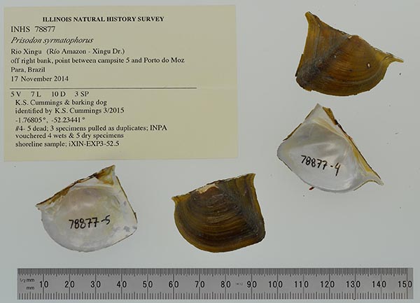 specimen