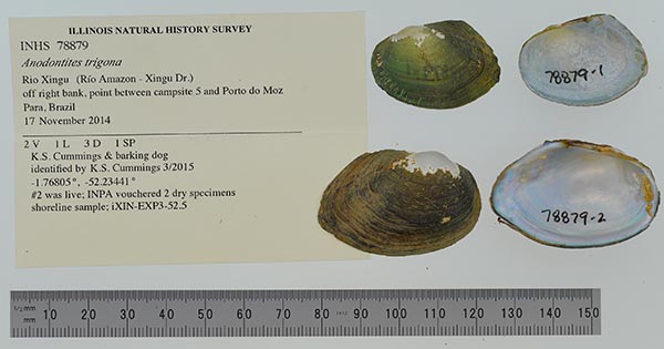 specimen