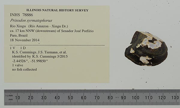 specimen