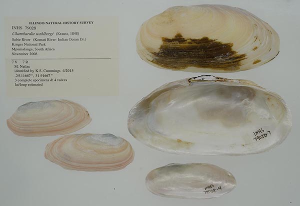 specimen
