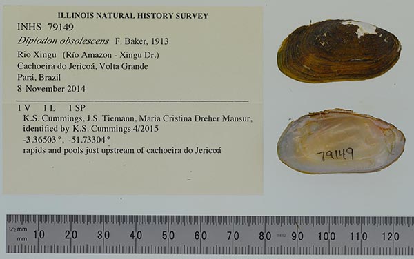 specimen