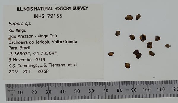 specimen