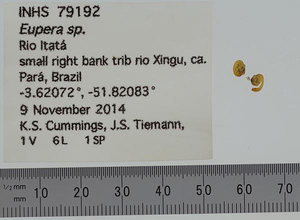 specimen