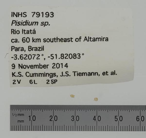 specimen
