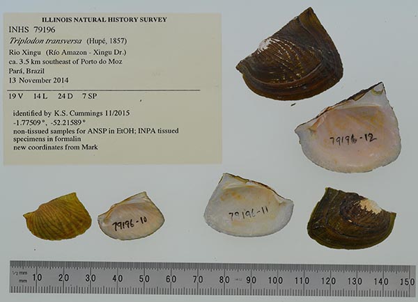 specimen