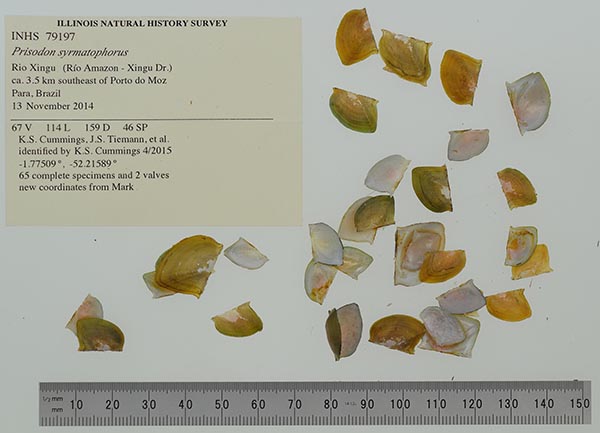 specimen