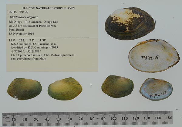 specimen