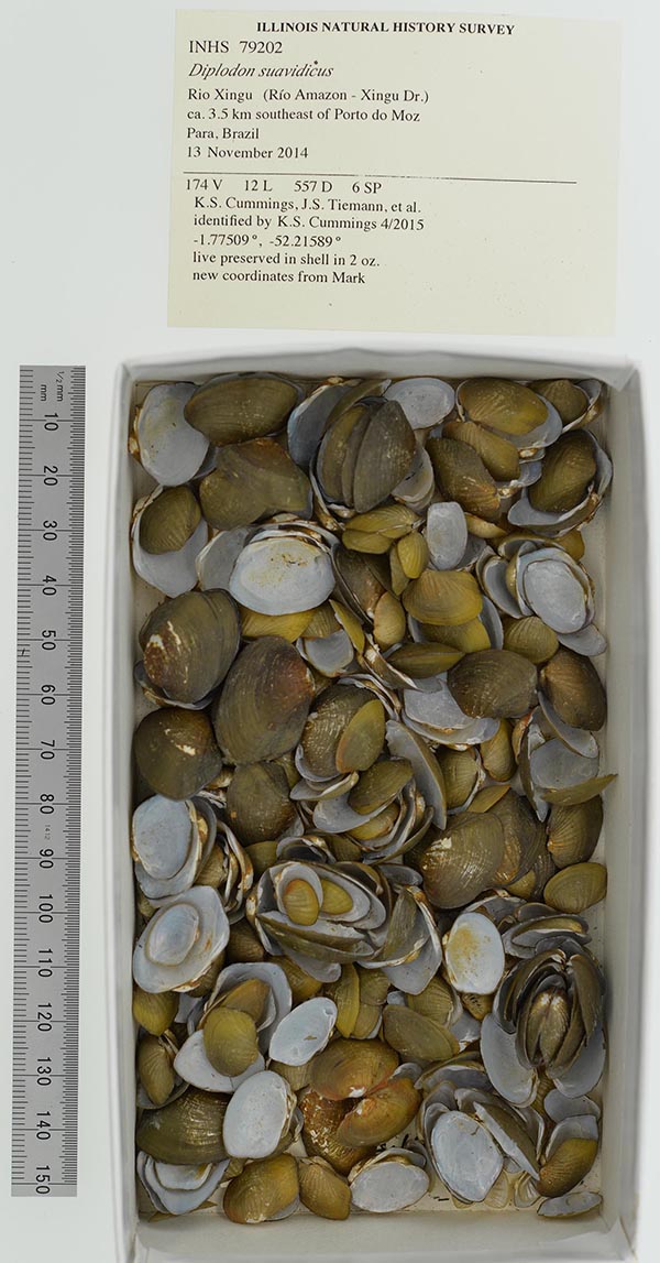 specimen