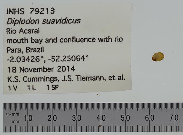 specimen