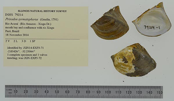 specimen