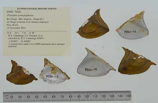 specimen