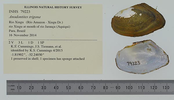 specimen