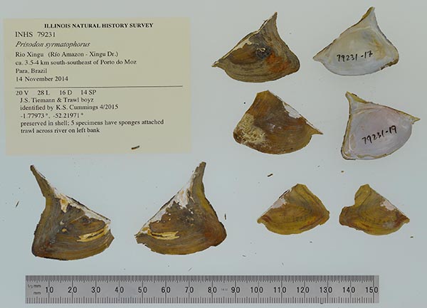 specimen